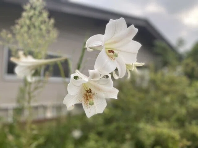 画像44