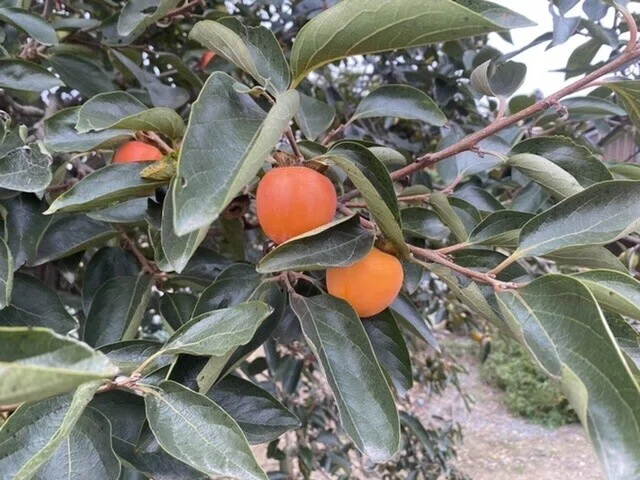 画像46