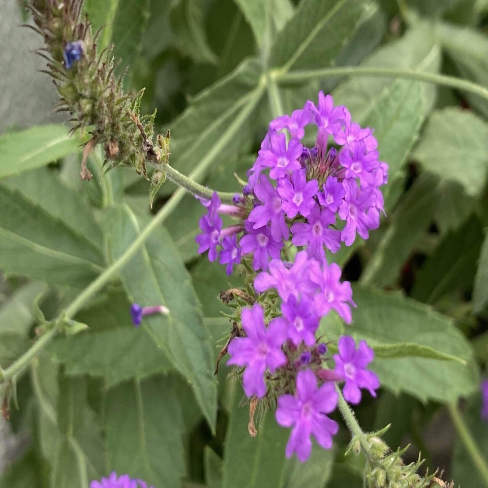 今日の気になる山と植物アルバム0169 Mont Tribal Note