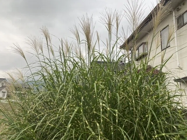 画像48