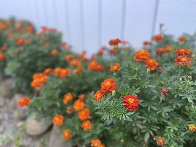 画像50