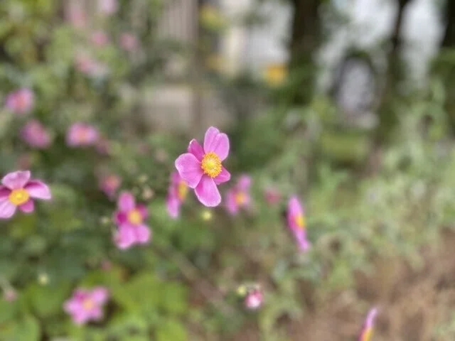 画像53