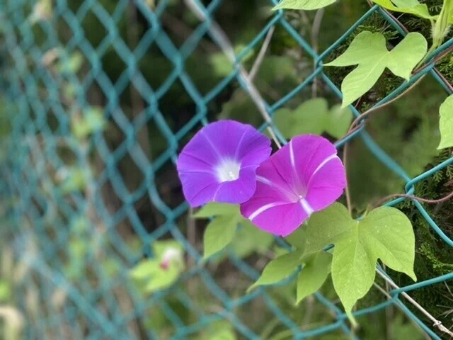 画像55