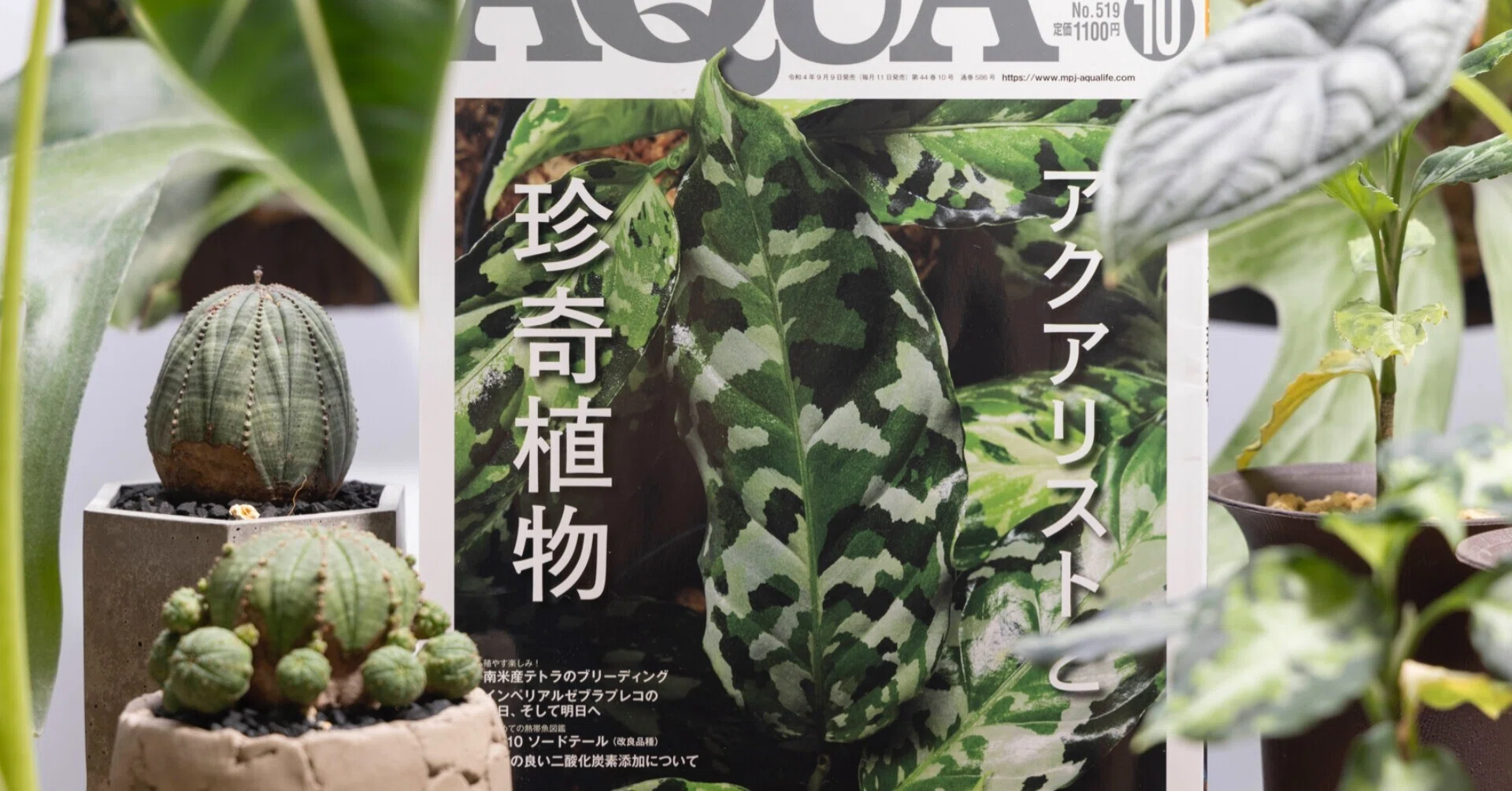 Aquarists, enjoy the current plant boom! [Monthly Aqua Life