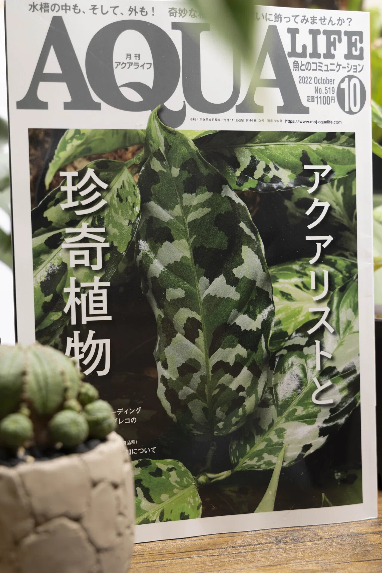 Aquarists, enjoy the current plant boom! [Monthly Aqua Life