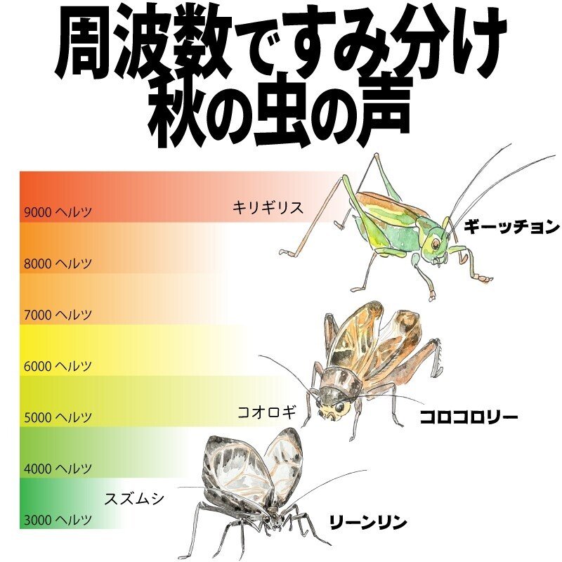 周波数ですみ分け秋の虫の声｜くますけ｜自然ガイド・クリエイター