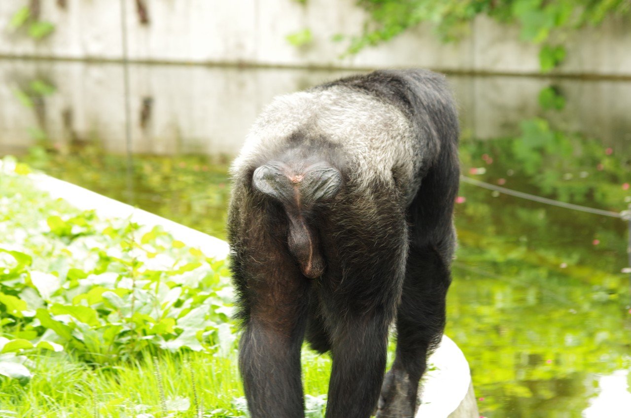 動物園のココを見なきゃもったいない！～チンパンジー編～｜zoojo
