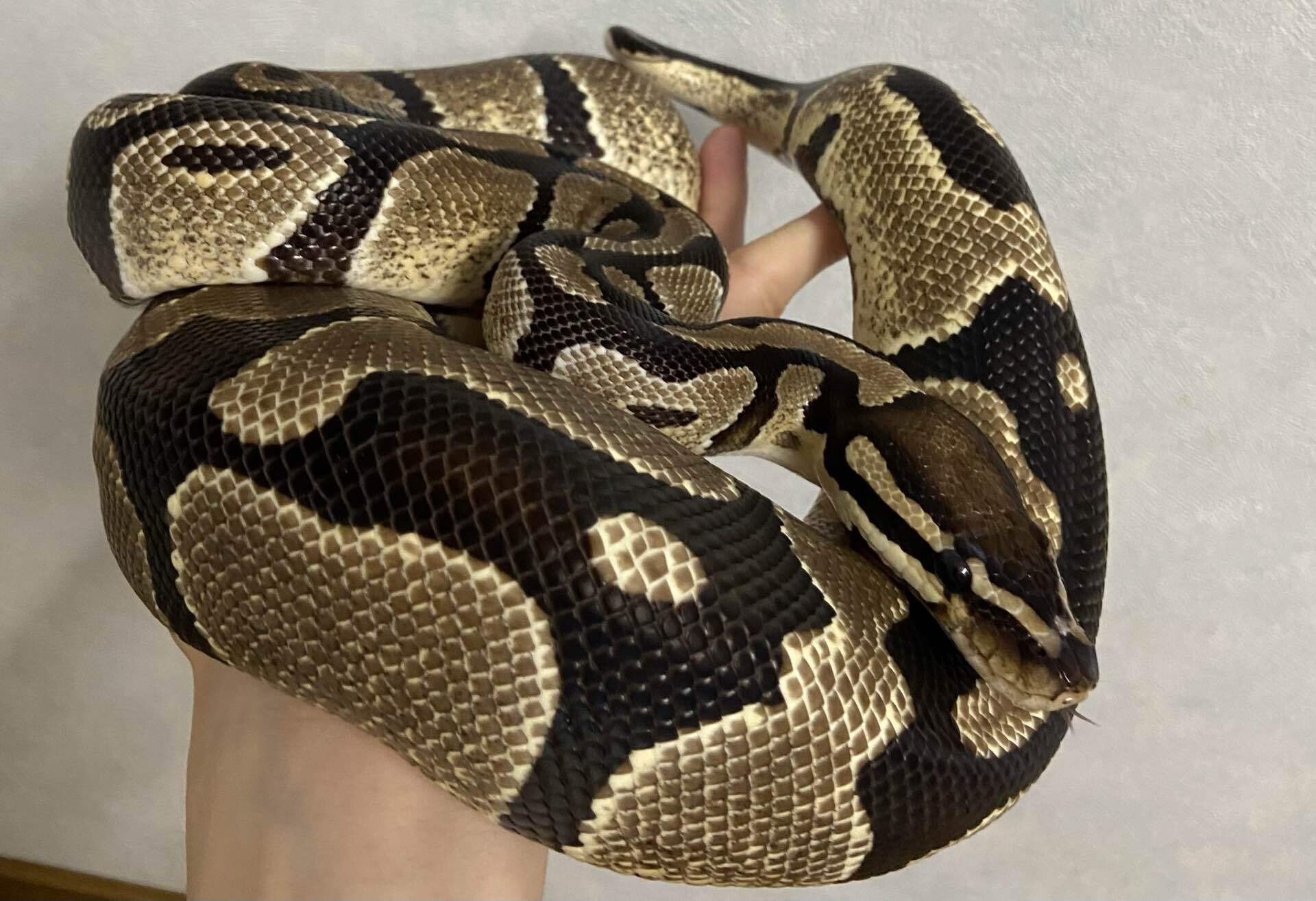 うちのボールパイソンの紹介｜tarutaru