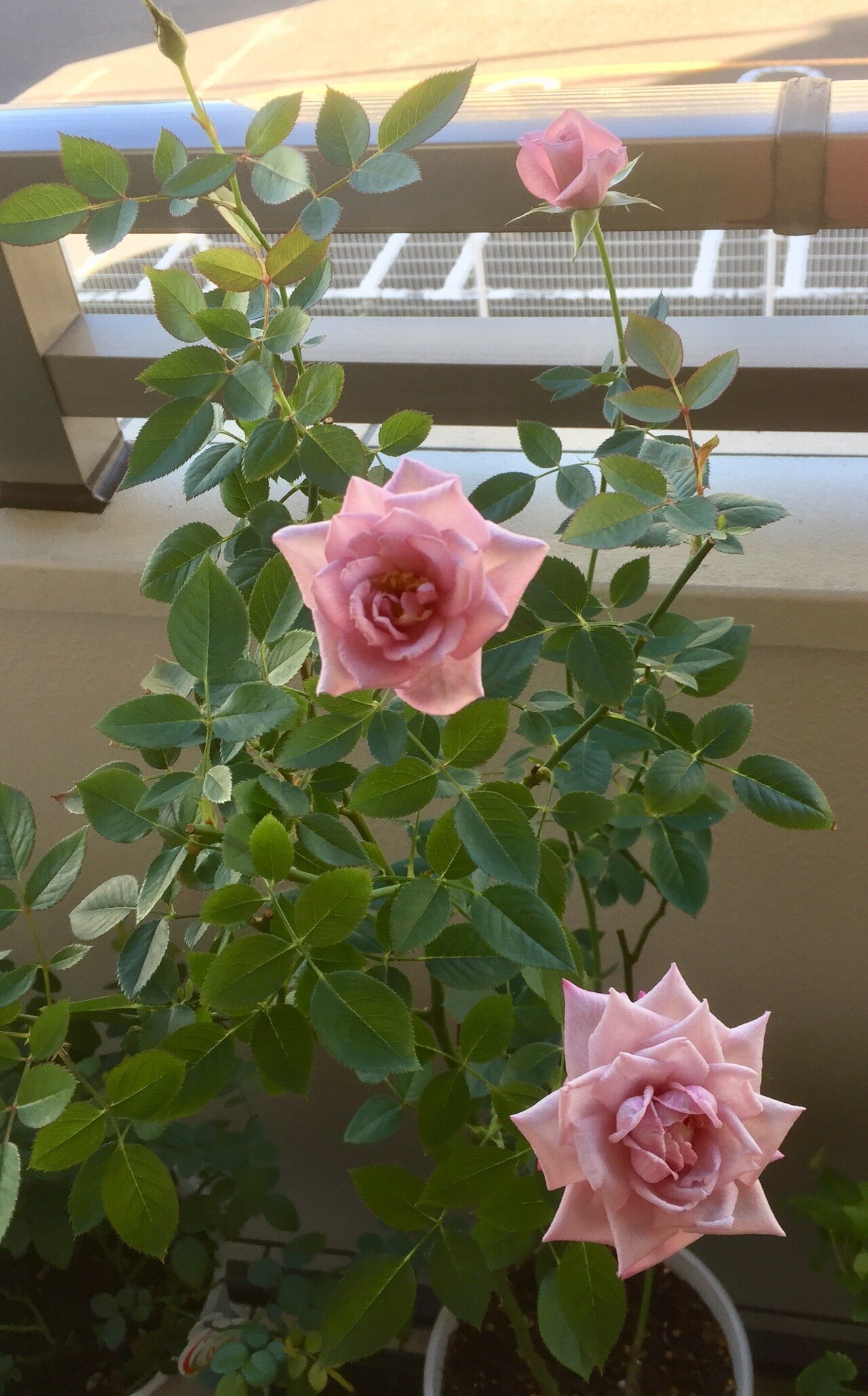 引っ越し前に育てていたベンムーンです ミニバラですが花が大きく 紫色っぽいピンク色と良い香りが大好きなバラでした 環境が合わず枯れてしまいました がまた育ててみたいバラです 1969kao19hana Note