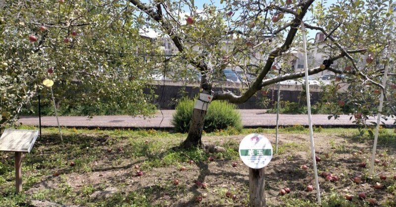 ニッポンの魅力発見の旅　長野県（4）飯田のりんご並木を歩く