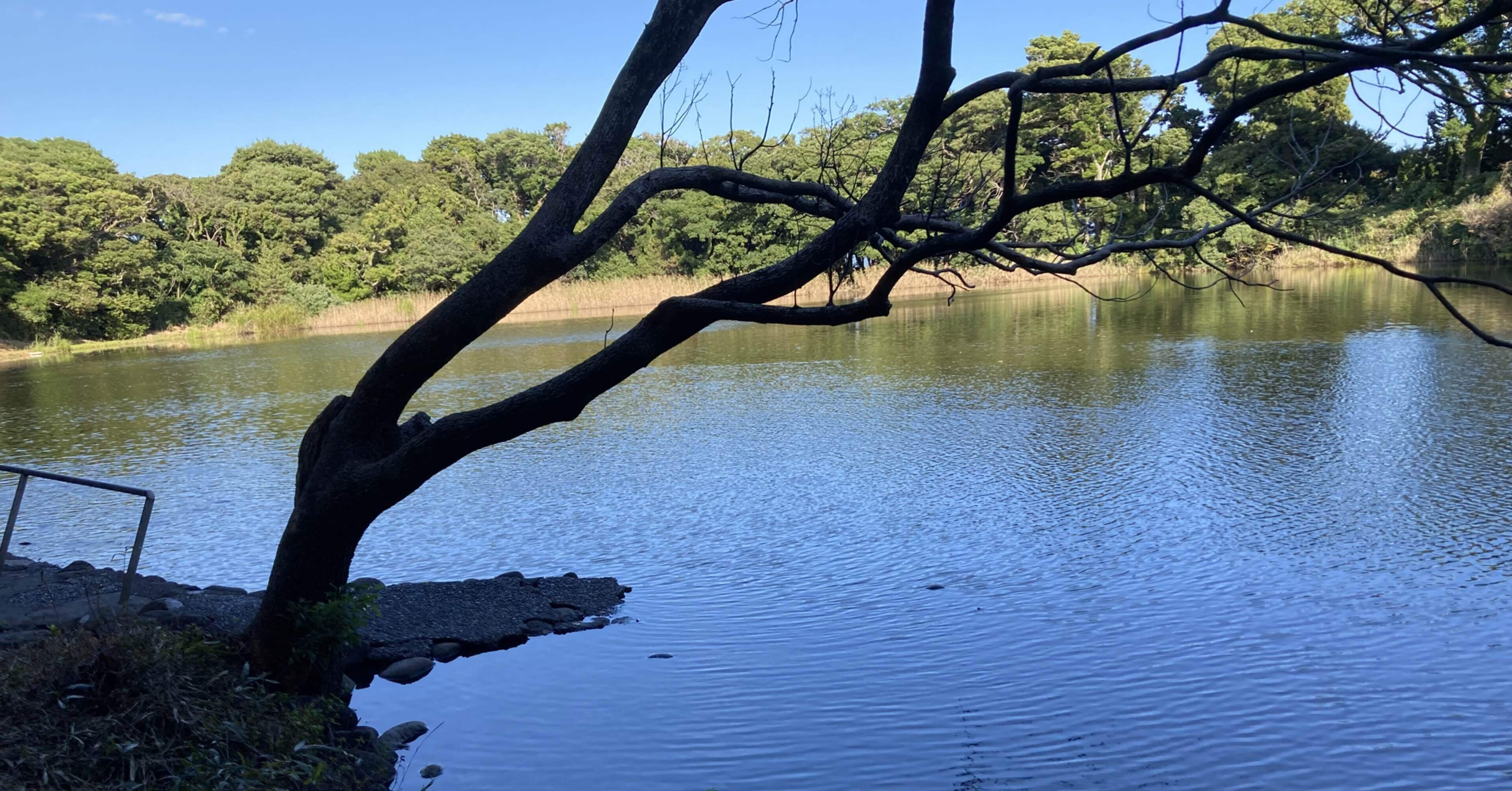 不思議なビャクシンの森の神池(沼津市 大瀬神社と神池2)｜mikuji58