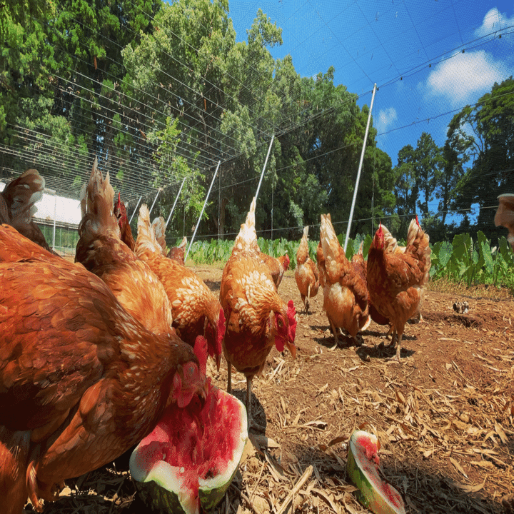 ここで暮らす鶏の品種について｜鶏人/山野暖尭