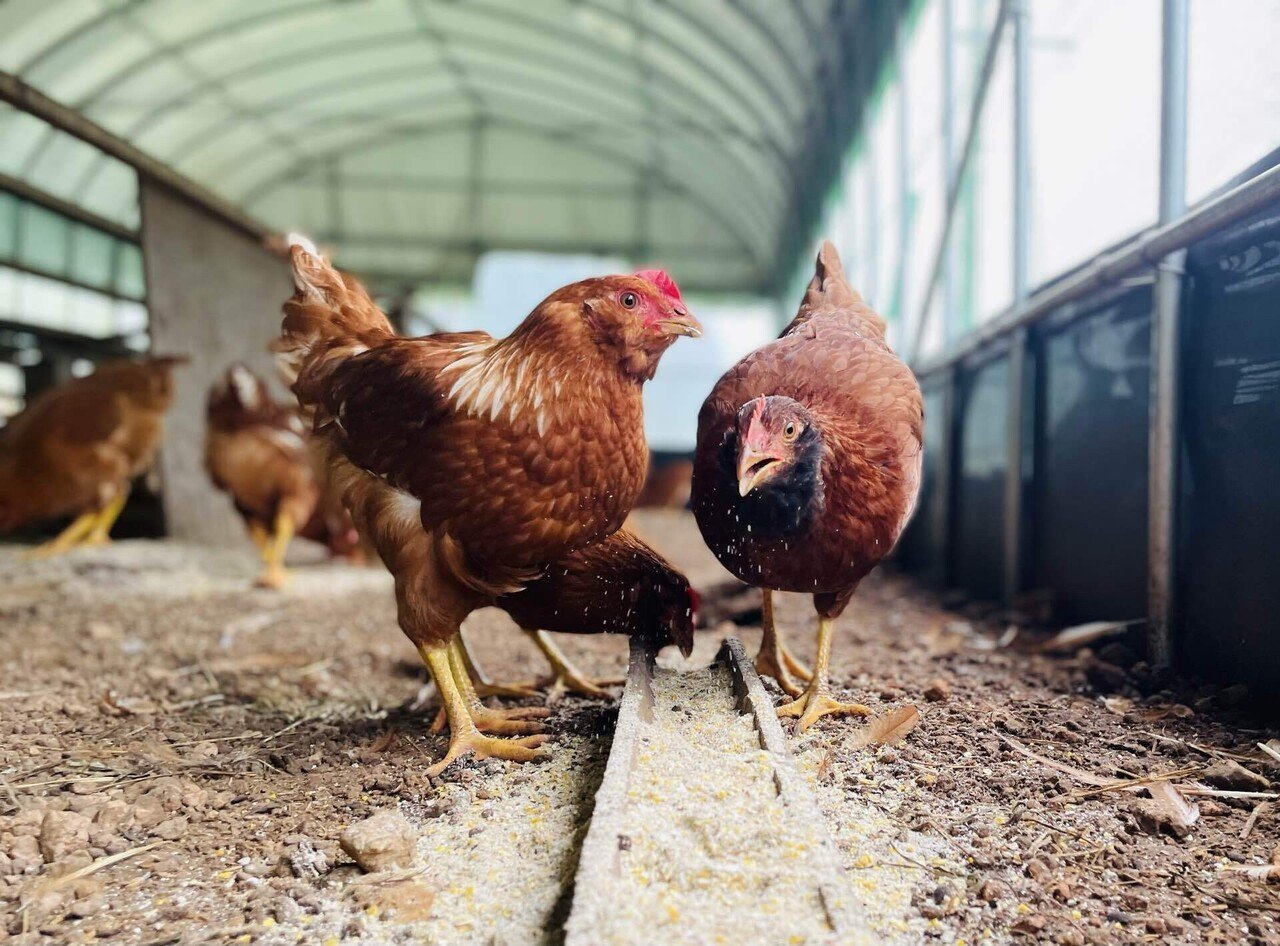 ここで暮らす鶏の品種について｜鶏人/山野暖尭