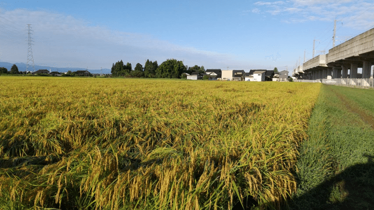 今年のゴールデンウィークに田植えした稲が実った
