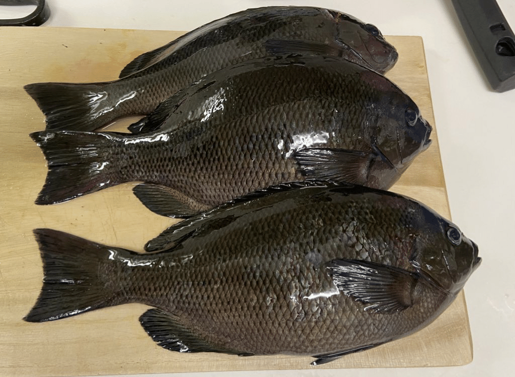 快挙なンだわ 今日も釣れねえンだわ あおさぎ Note 快挙なンだわ 今日も釣れねえンだわ あおさぎ Note