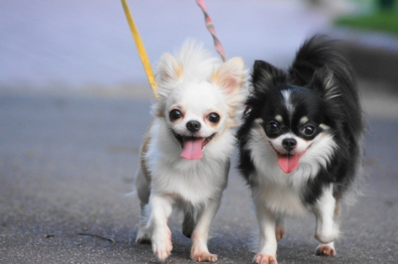 大切なペット 葬儀後の自宅でのお供え方法 喪中見舞い通販サイトgifle ギフレ Note