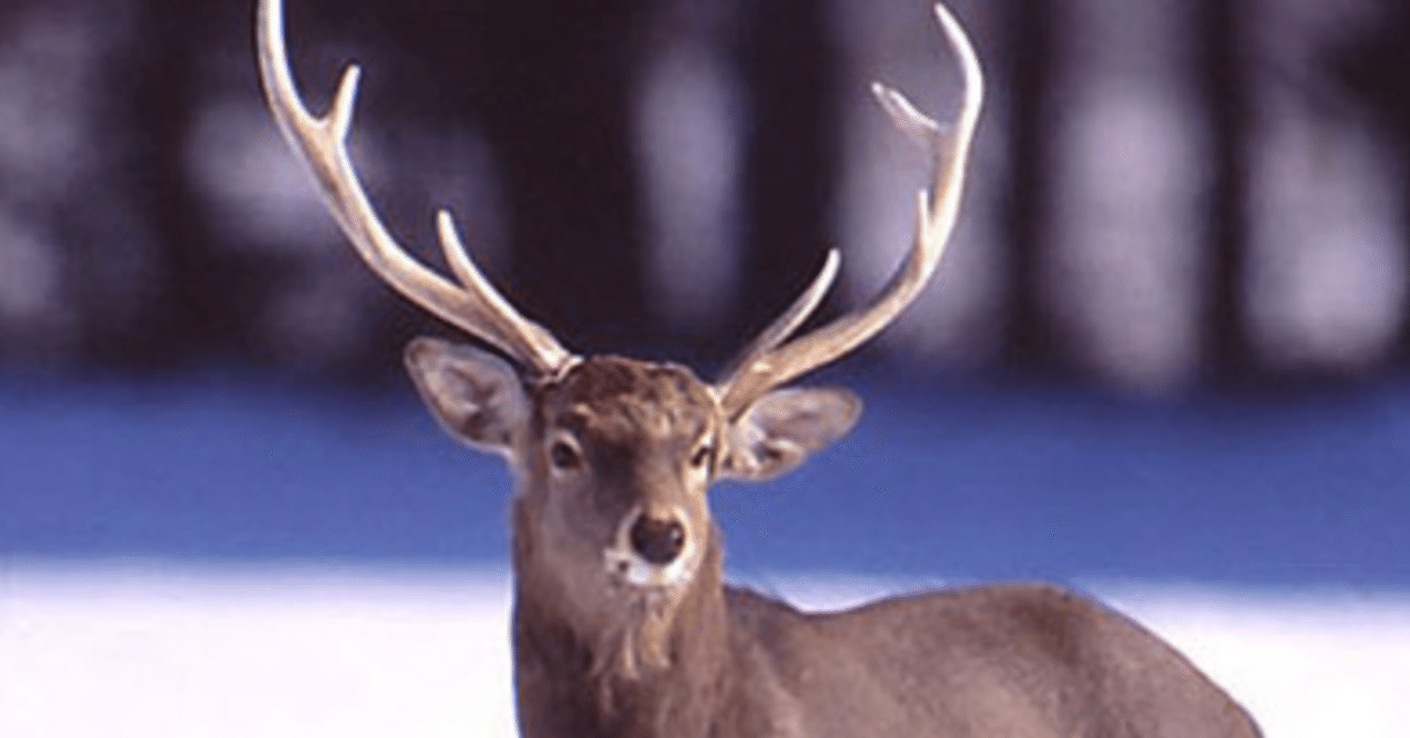 85と蝦夷鹿｜85［ハチゴウ］