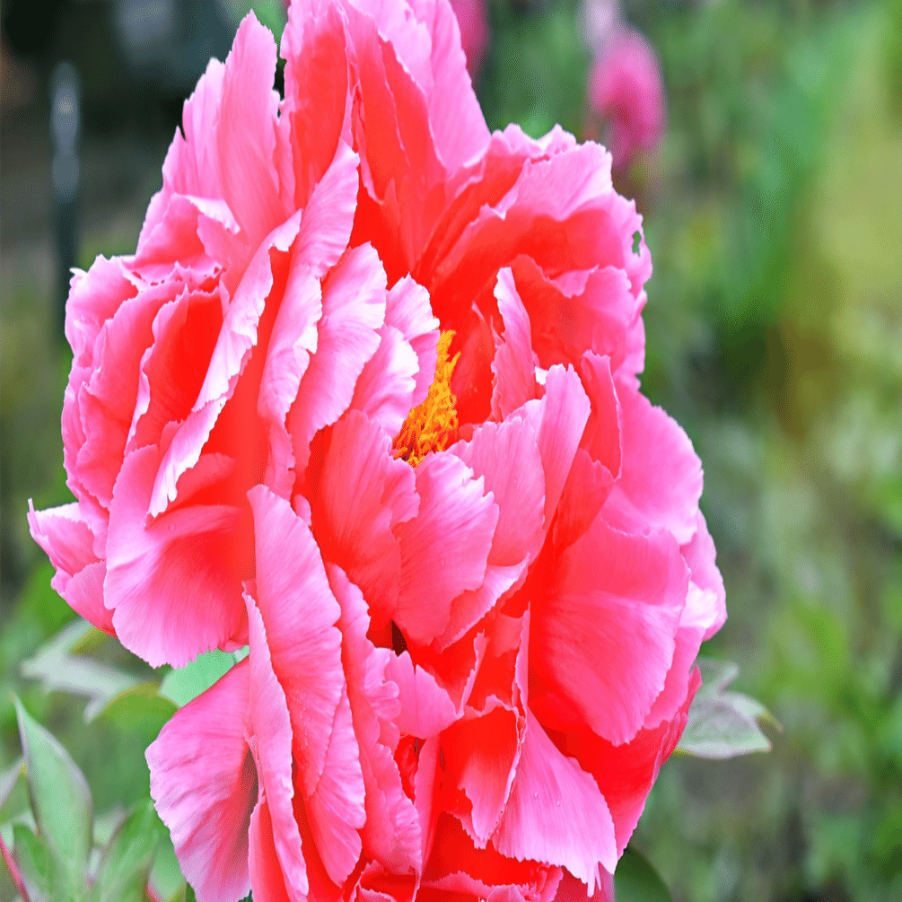 牡丹と芍薬の花を見分けられるようになったら大人やねん アイス Note