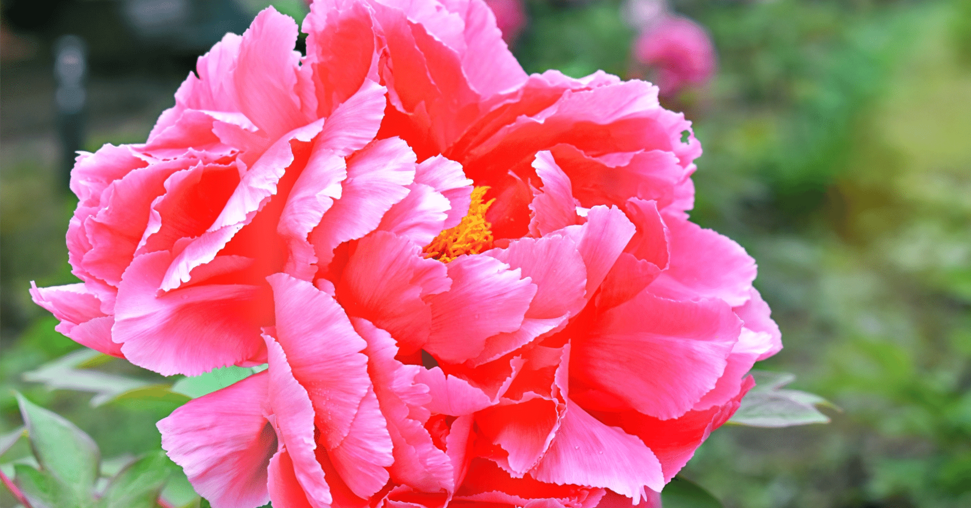 牡丹と芍薬の花を見分けられるようになったら大人やねん アイス Note 牡丹と芍薬の花を見分けられるようになったら大人やねん アイス Note