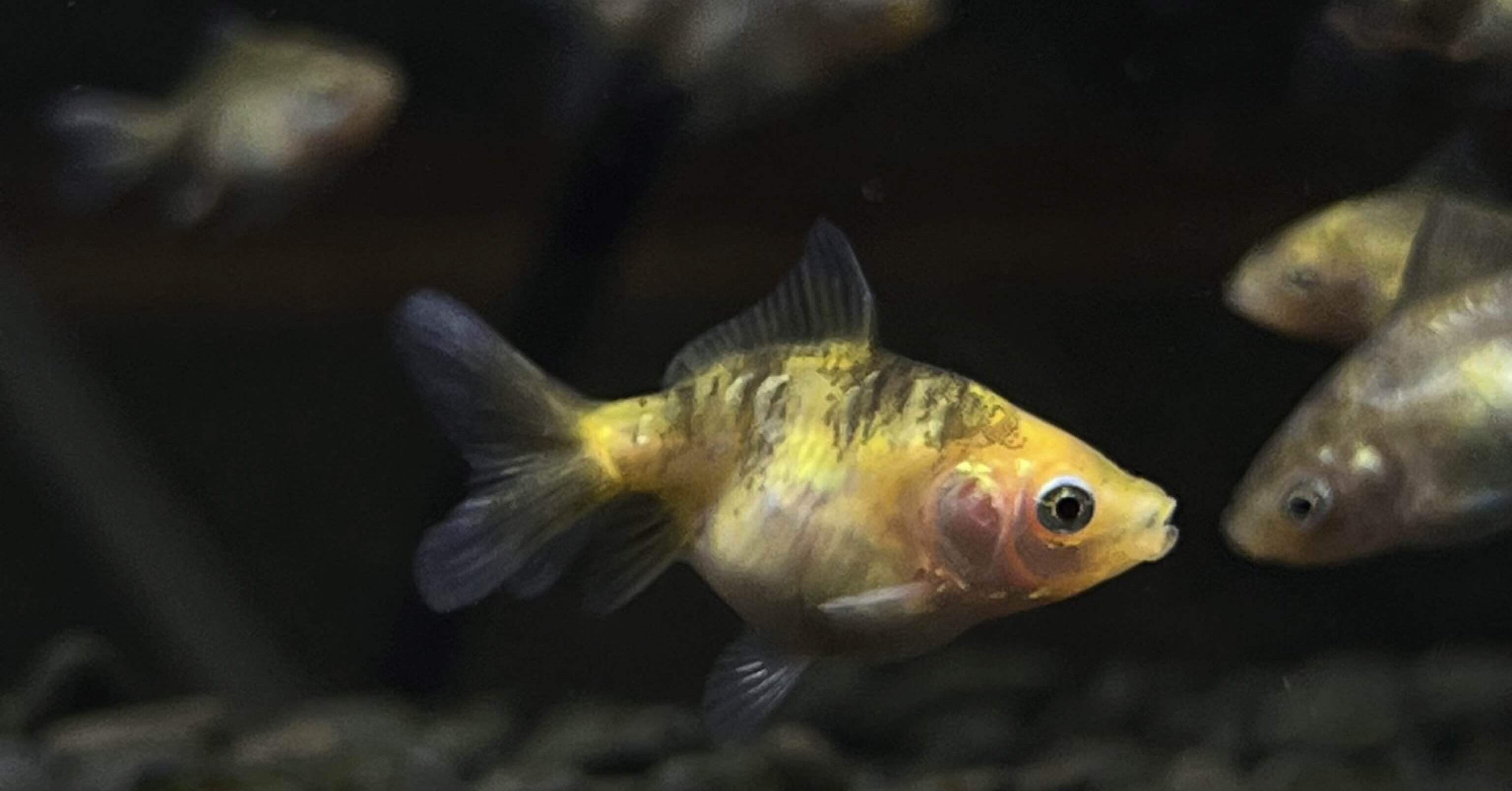 高級金魚の価格について Samurai Farm Note