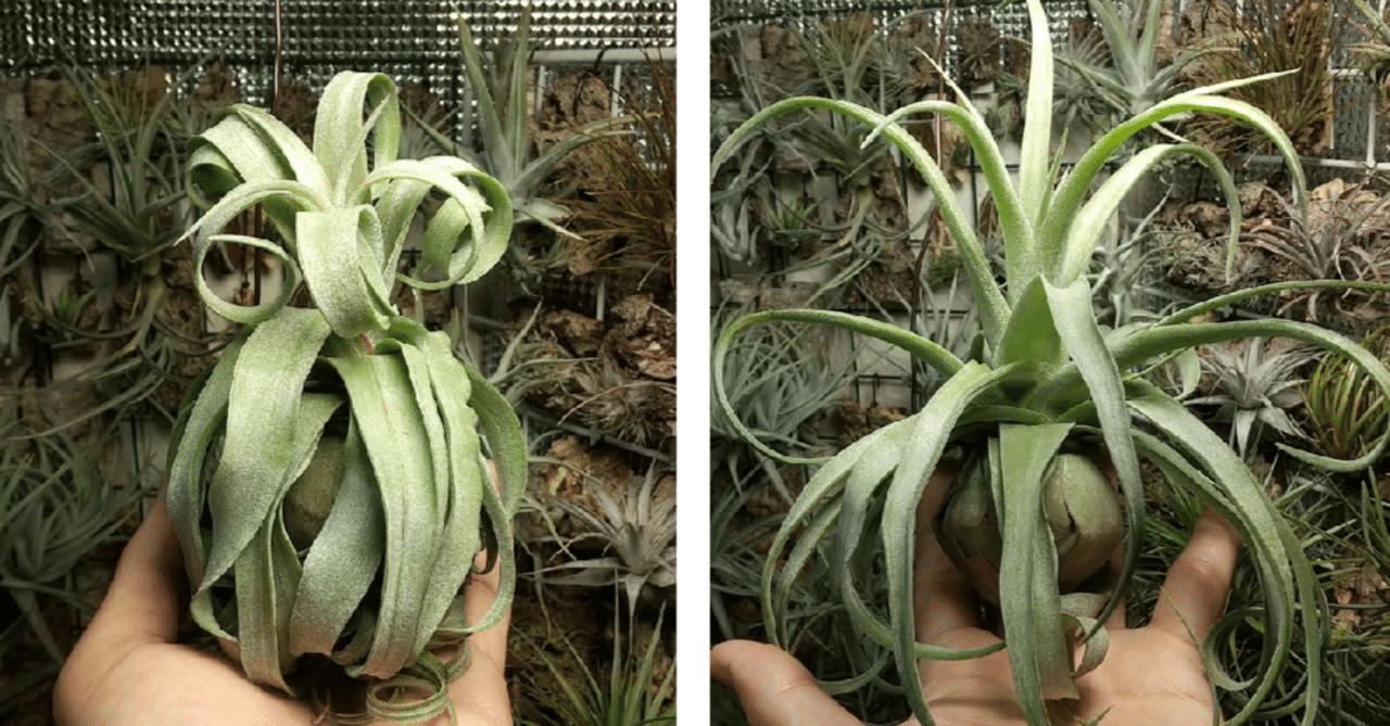 Lemon＊】ティランジア実生株 3点 Lemon＊】ティランジア実生株 3点