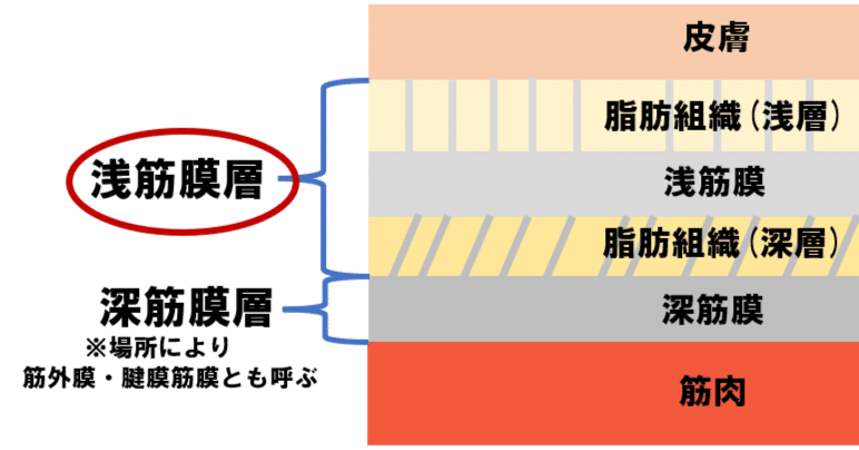 筋膜 第1回 《浅筋膜》｜上田浩司（理学療法士）