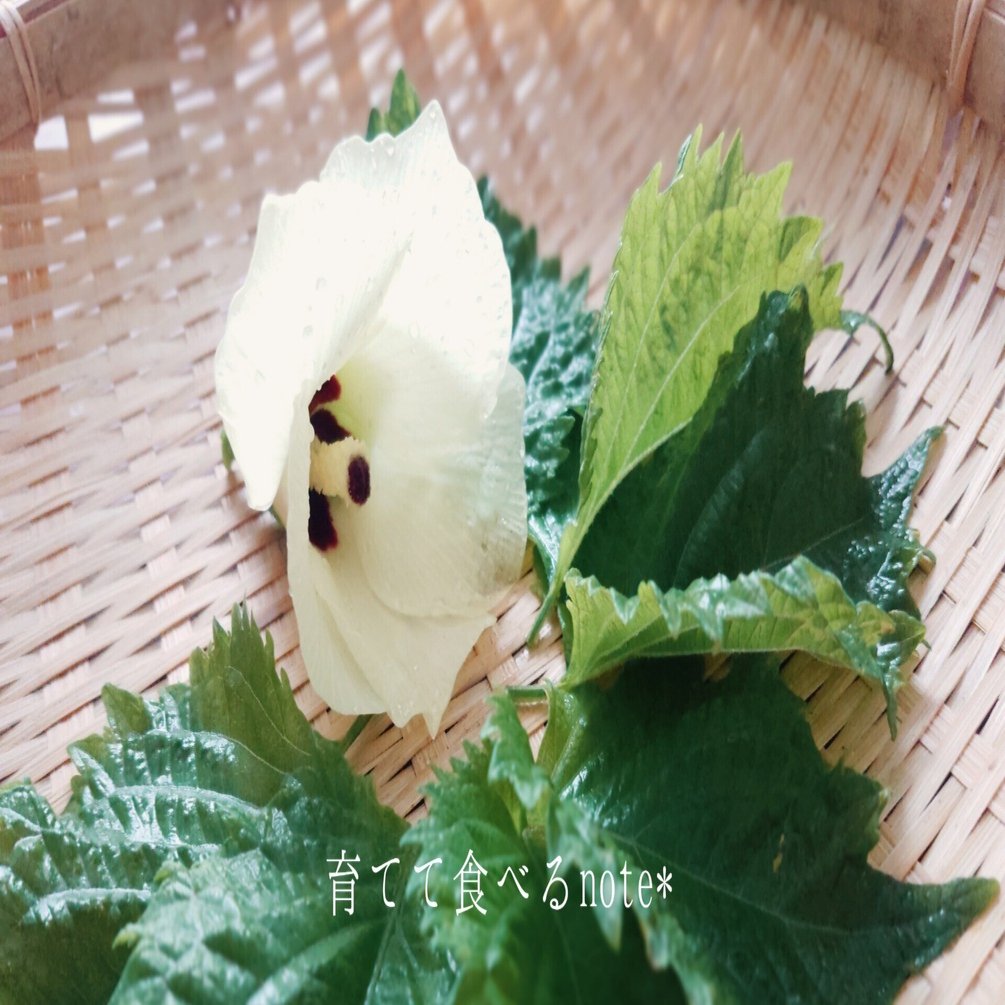 育てて食べるnote オクラの花を食べてみた つぐみ Note