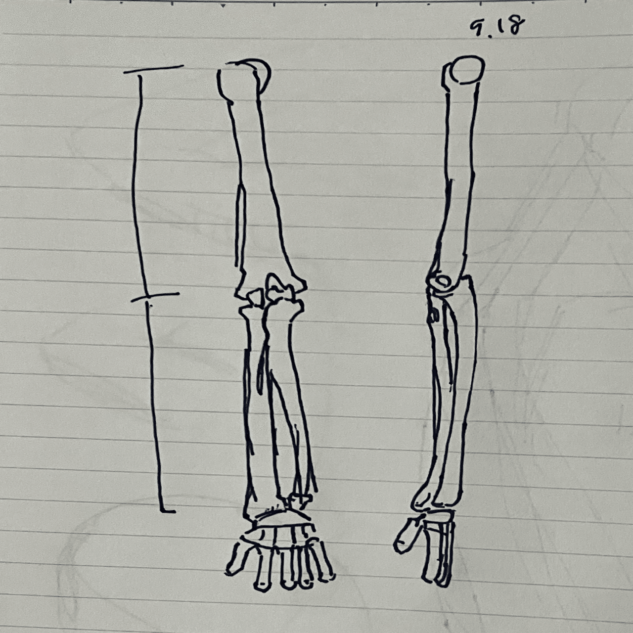 腕の骨など らくぼろ Note