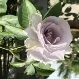 煇月　憬