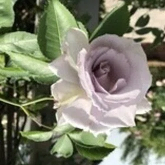 煇月　憬