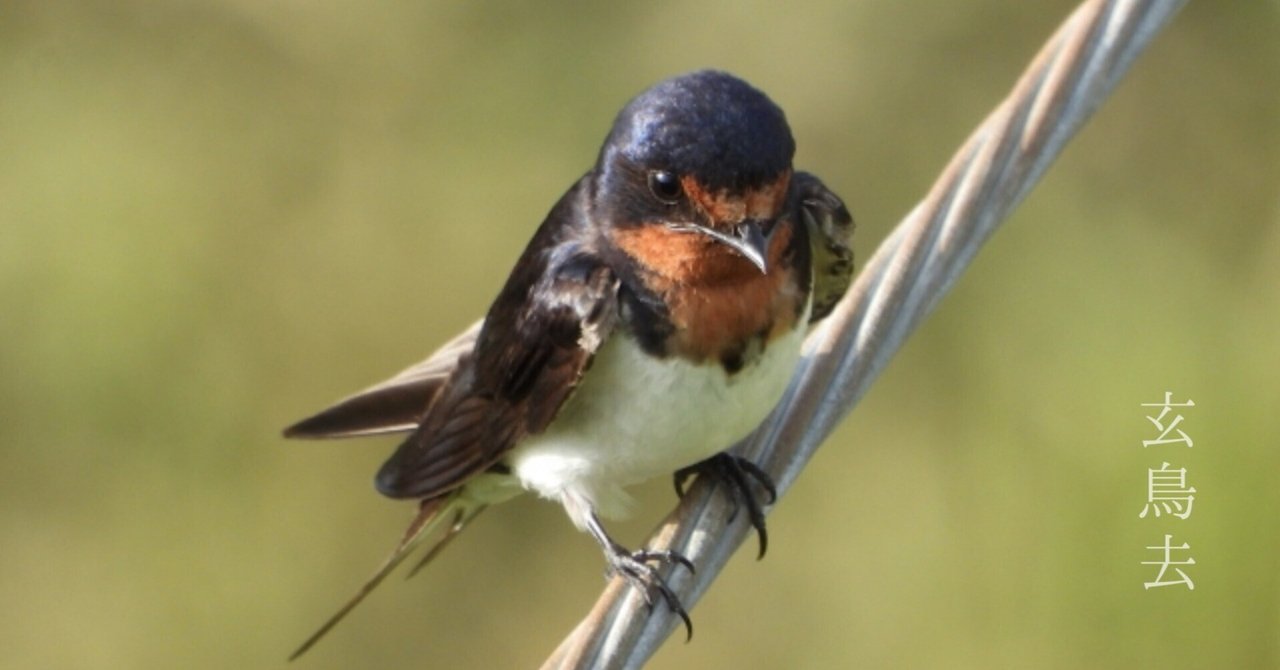 ツバメ の新着タグ記事一覧 Note つくる つながる とどける ツバメ の新着タグ記事一覧 Note つくる つながる とどける