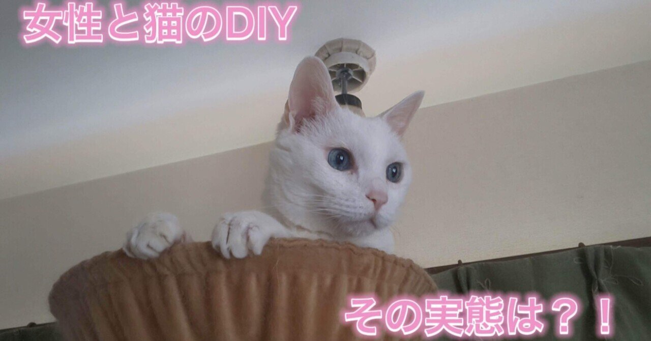 女性と猫のdiy その実態は 渡邉歩咲 Note