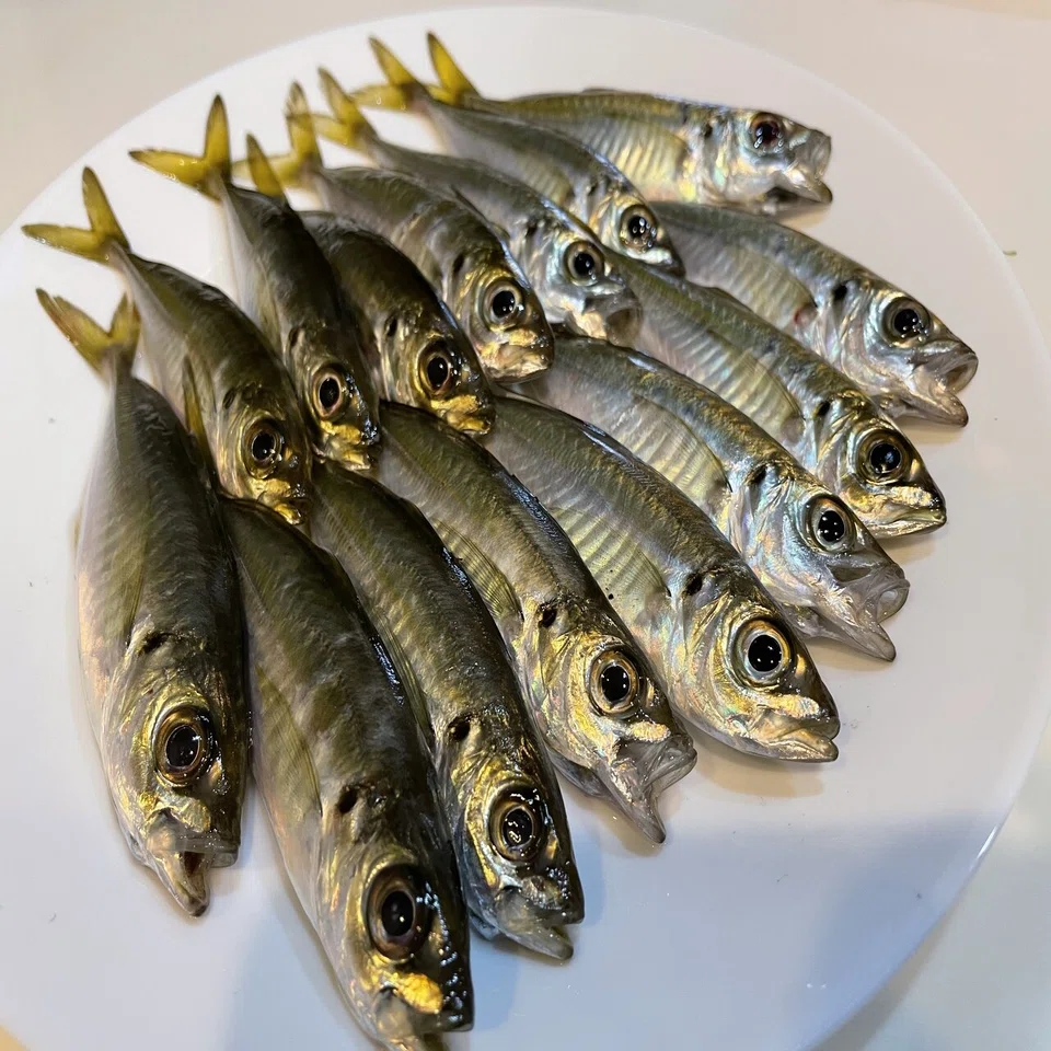 つり人的料理 豆アジの手毬寿司 I Like It Okada Tsuri Note