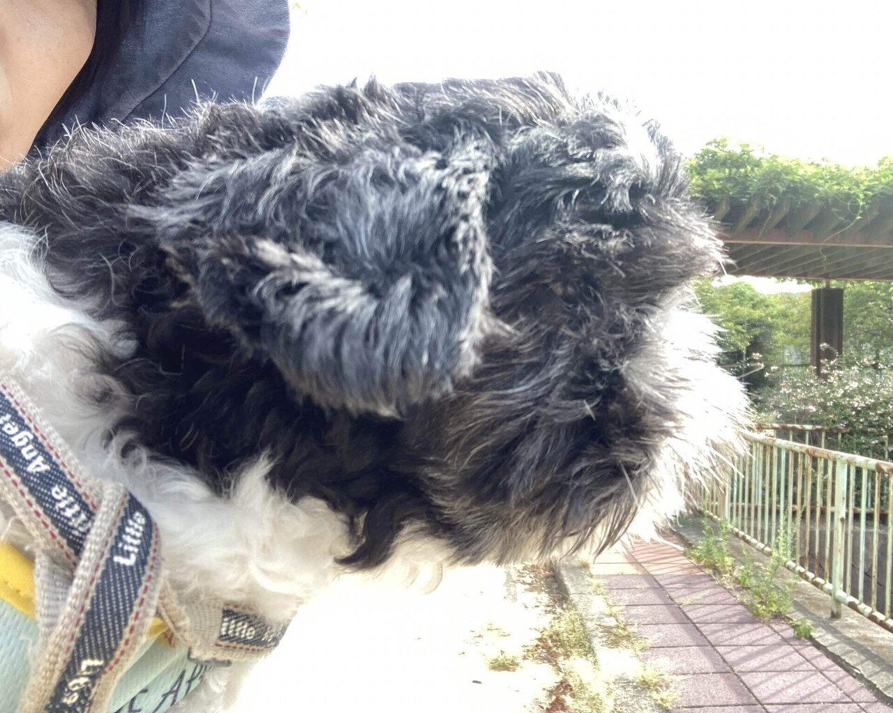 今日ハロから始まりですが ワンコ段ボールガリガリ引っ掻く我が愛犬がいますが プラ板のデカイのを次もあちこち使おうとしたのをとりあえず貼ってます 穴開かないので諦めたかな の9月18日 日 台風１４号被害 まあずママ Note