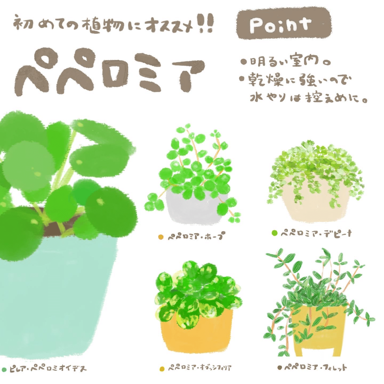 初めての観葉植物にもオススメ 可愛らしいペペロミア Matsurine Note 初めての観葉植物にもオススメ 可愛らしいペペロミア Matsurine Note