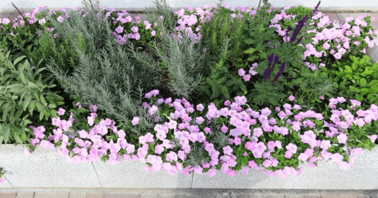 夏の終わりに差し掛かるにぎやかなガーデンのお手入れ そしていよいよ花壇デザインの基礎を学びます Act634府中 Note 夏の終わりに差し掛かるにぎやかなガーデンのお手入れ そしていよいよ花壇デザインの基礎を学びます Act634府中 Note