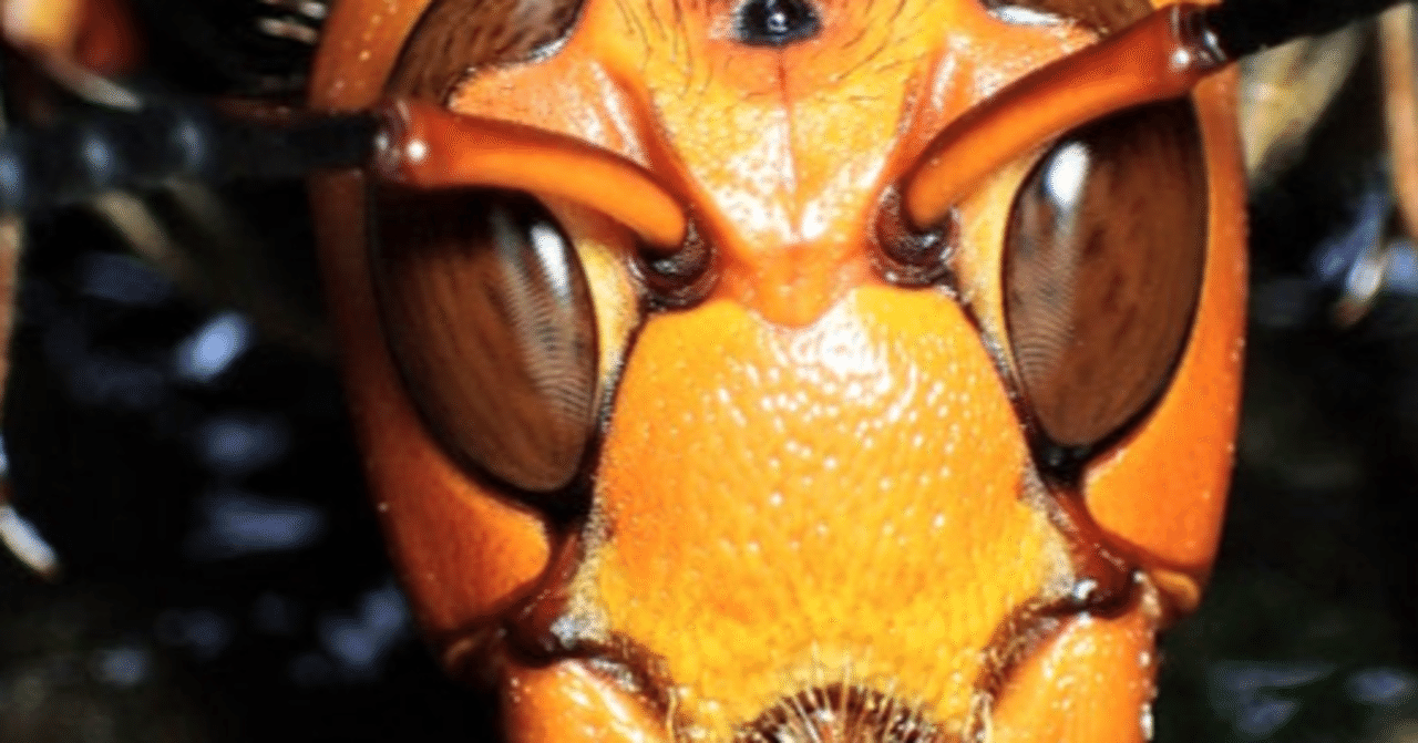 なんてことない 日記 凶暴スズメバチ 巨大猛獣vs日本no 1スゴ腕 危険生物バスターズ2 K1mmy Note なんてことない 日記 凶暴スズメバチ 巨大猛獣vs日本no 1スゴ腕 危険生物バスターズ2 K1mmy Note