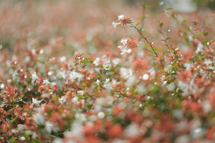 あなたのままを みてみたいんだ  #花 #幸せ#こころ #あなたの応援団 #写真 #写真はイロドリ #写真は絵本#がん患者 #大腸がん #フォトポエム #フォトポエムカウンセラー