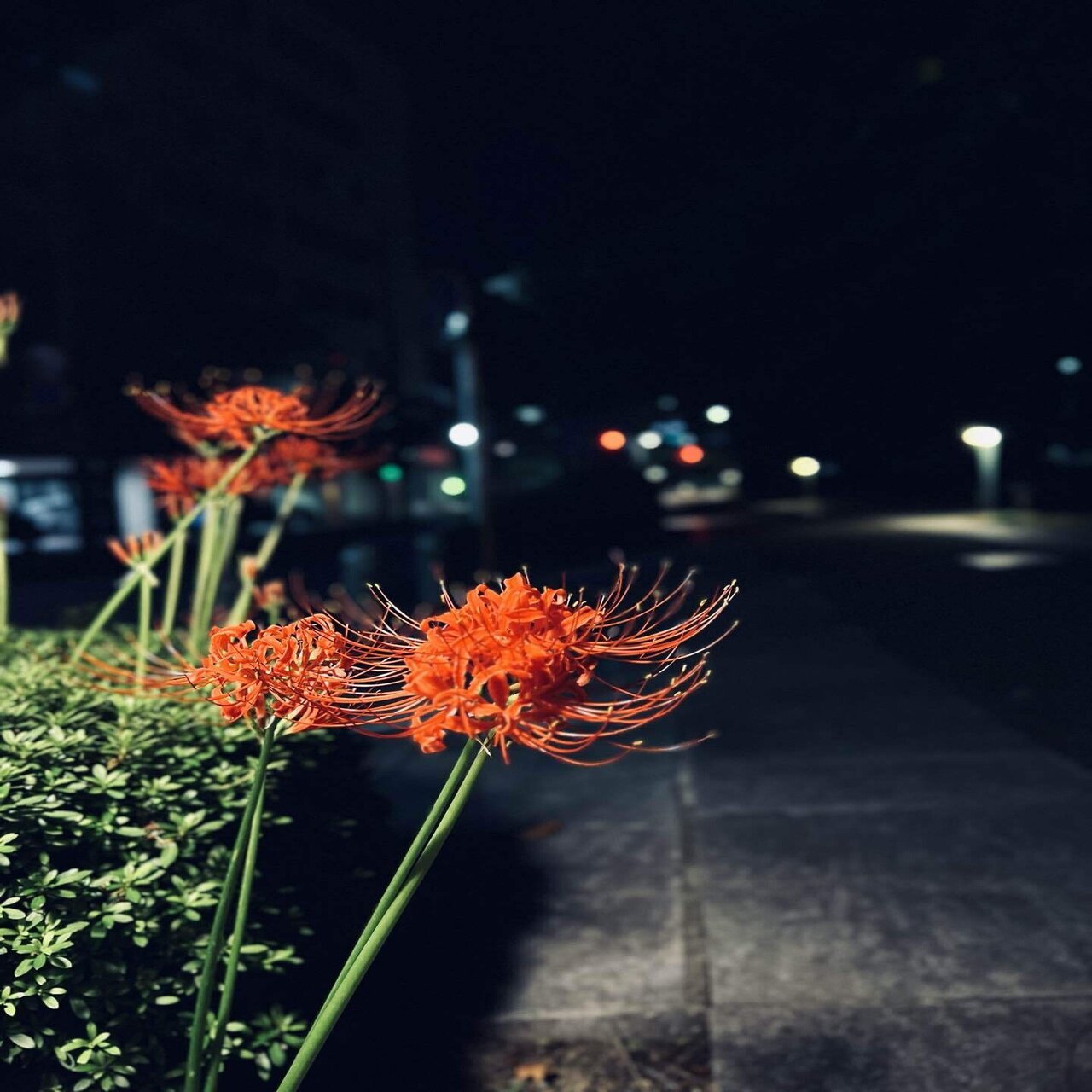 夜の彼岸花 Keisodo Note