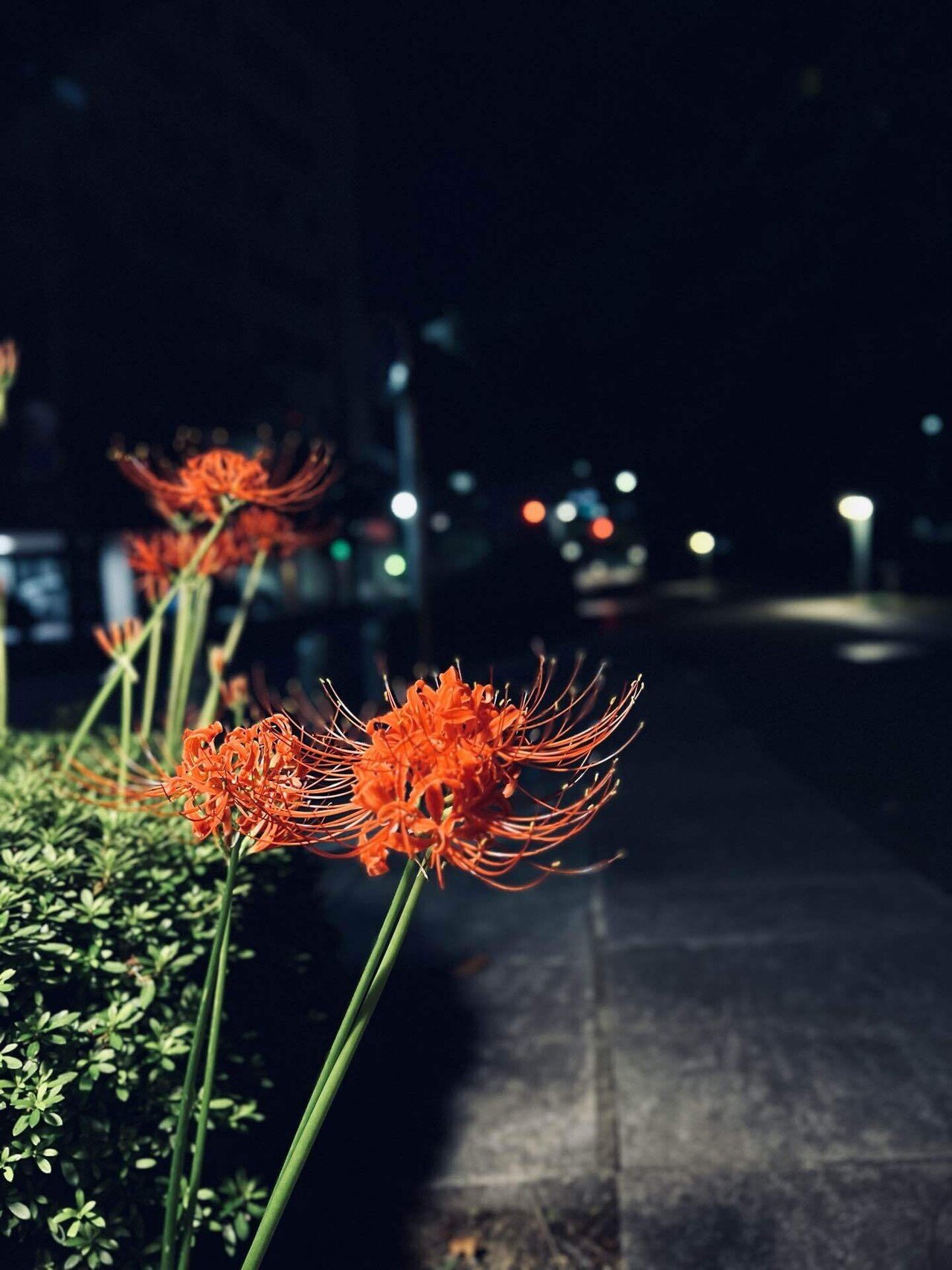 夜の彼岸花 Keisodo Note 夜の彼岸花 Keisodo Note