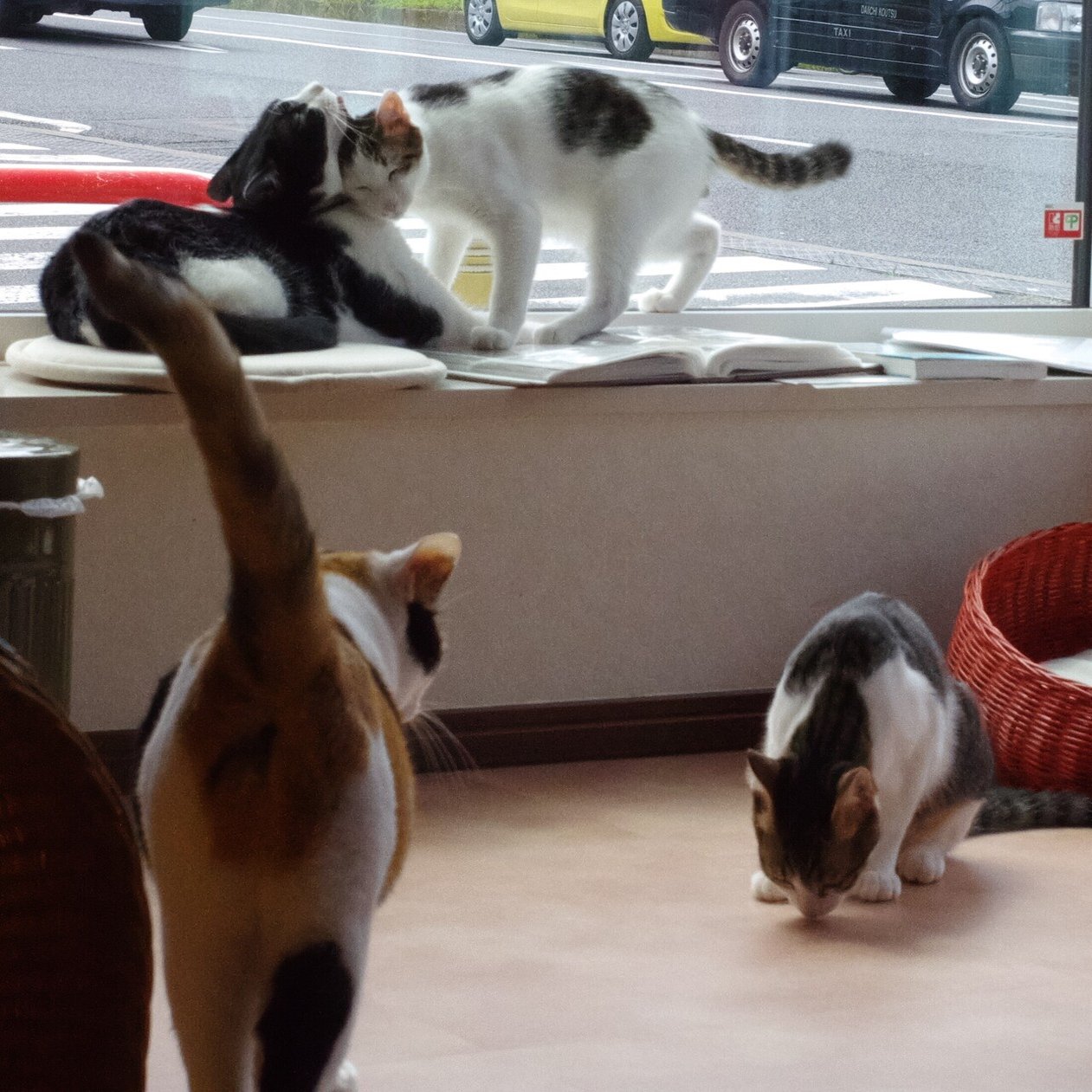 自称ペットロス人間 保護猫カフェにはまる Topogemo Note