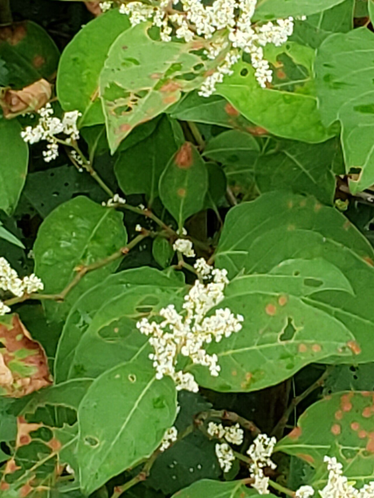 台風14号による 被害が 心配です 早めの対応を おは戦sg 花言葉 イタドリの花言葉 回復 見かけによらない 若葉を揉んで 打撲や切り傷にすりこむと 痛みが トリコ 花言葉研究家 Note