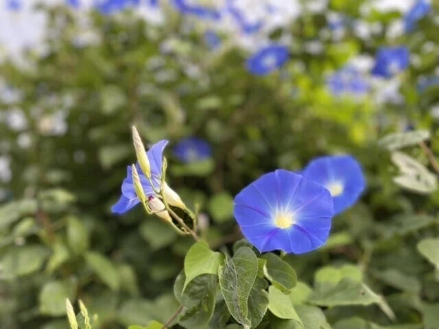 画像11