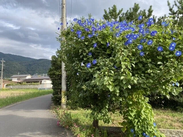 画像12