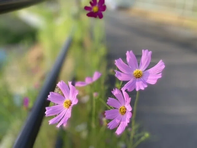 画像22
