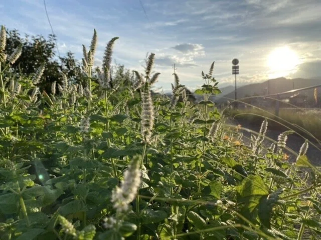 画像33