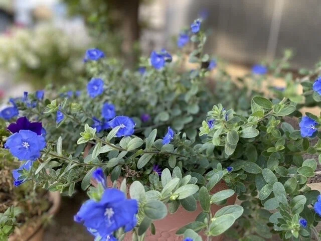 画像35