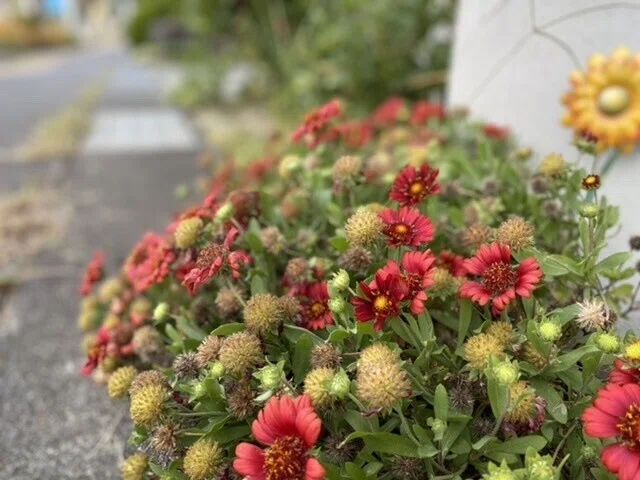 画像41