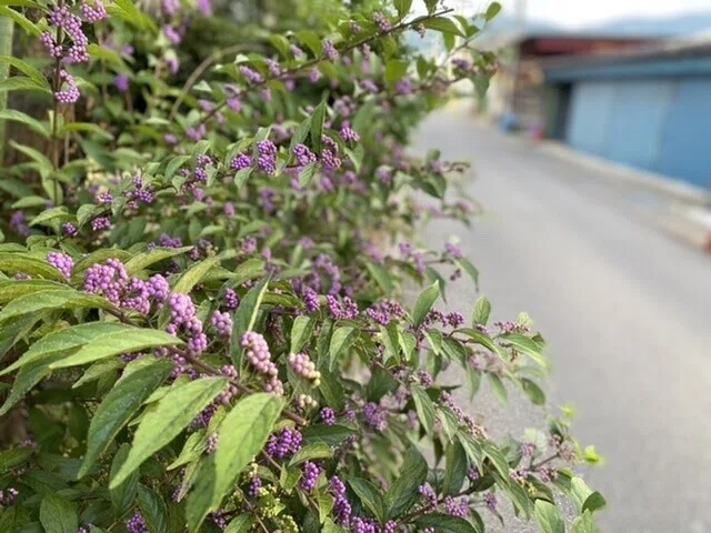 画像43