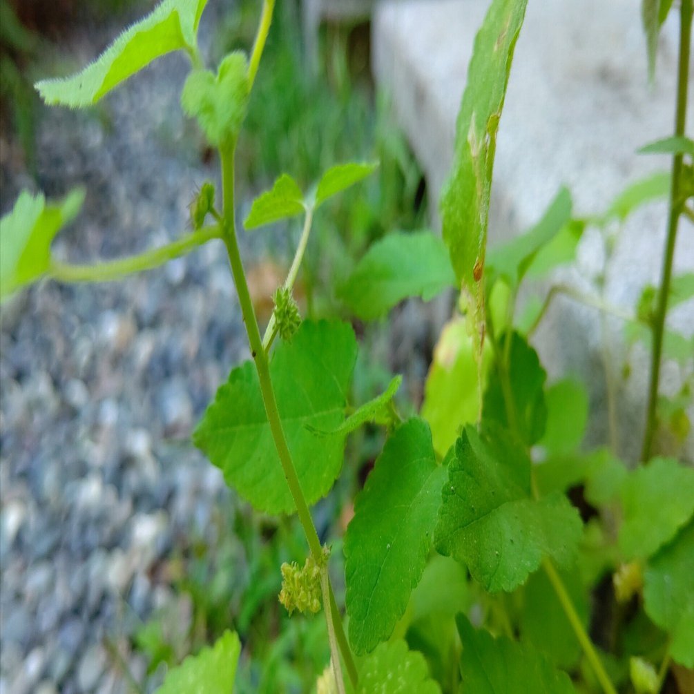 葉っぱ しましま葉っぱブッシュ|おしゃれなフェイクグリーン・人工観葉植物